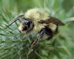 Bombus perplexus