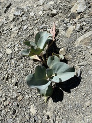 Cycladenia humilis