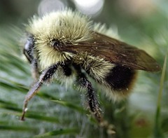 Bombus perplexus