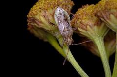 Stictopleurus punctatonervosus