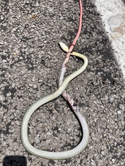 Masticophis schotti ruthveni