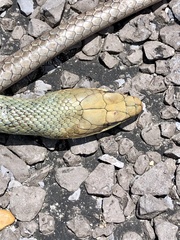 Masticophis schotti ruthveni