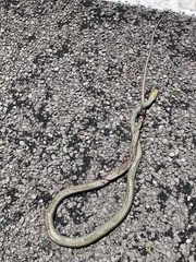 Masticophis schotti ruthveni