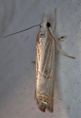 Parapediasia decorellus