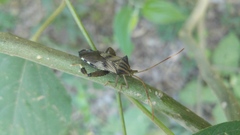 Melucha quadrivittis