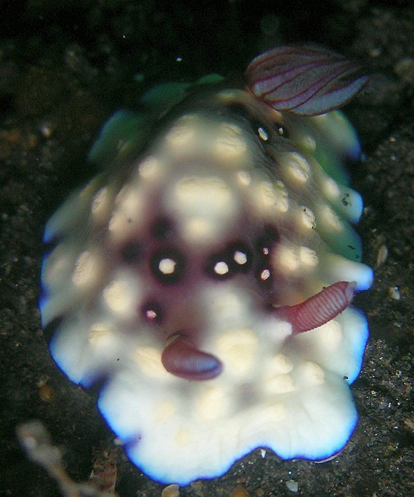 Bus Stop Nudibranch