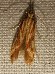 Metzneria aprilella