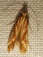 Metzneria aprilella