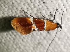 Epicallima bruandella