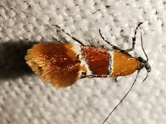 Epicallima bruandella