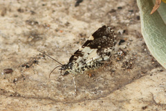 Heterusia conduplicaria