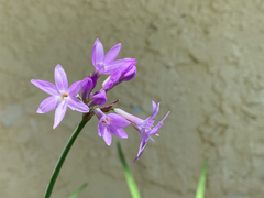 Tulbaghia violacea