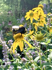 Bombus