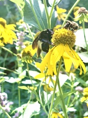 Bombus