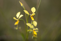 Diuris unica