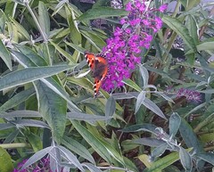 Aglais urticae