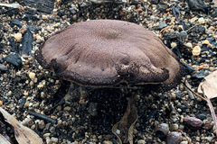 Neolentinus dactyloides