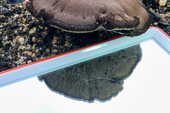 Neolentinus dactyloides