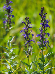 Lobelia sessilifolia
