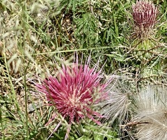 Cirsium arizonicum arizonicum