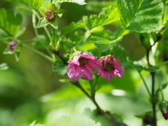 Rubus vernus