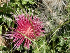 Cirsium arizonicum arizonicum