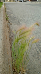 Hordeum jubatum