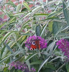 Aglais io