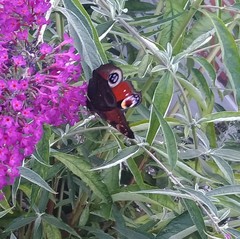 Aglais io