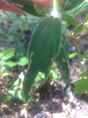 Phacelia heterophylla