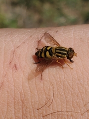 Parhelophilus integer