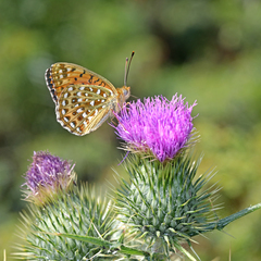 Argynnis elisa