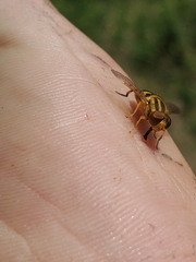 Parhelophilus integer