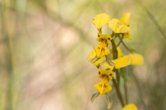 Diuris unica
