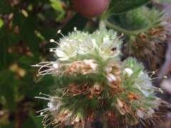 Phacelia heterophylla