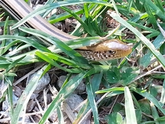 Ophisaurus attenuatus