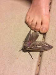 Abantiades hydrographus