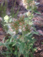 Phacelia heterophylla
