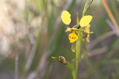 Diuris unica