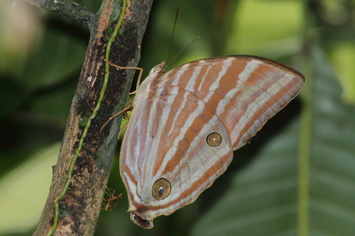 Amathusia phidippus (Linnaeus, 1763)