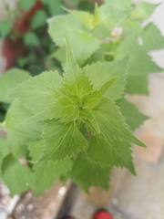 Fleischmannia incarnata