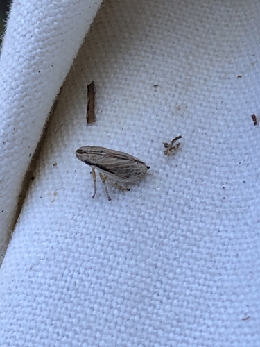 Prairie Spittlebug photo 4