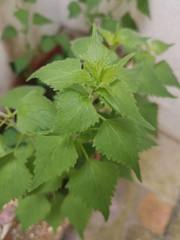 Fleischmannia incarnata