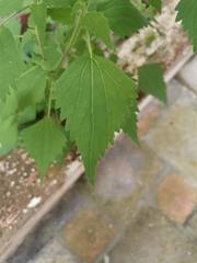 Fleischmannia incarnata