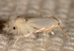 Phyllonorycter lucidicostella