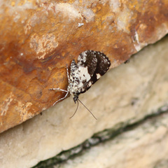 Heterusia conduplicaria