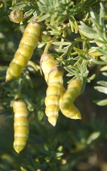 Polhillia obsoleta