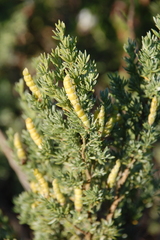 Polhillia obsoleta