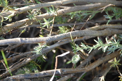 Polhillia obsoleta