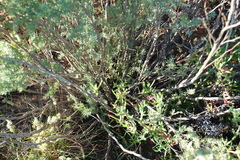 Polhillia obsoleta